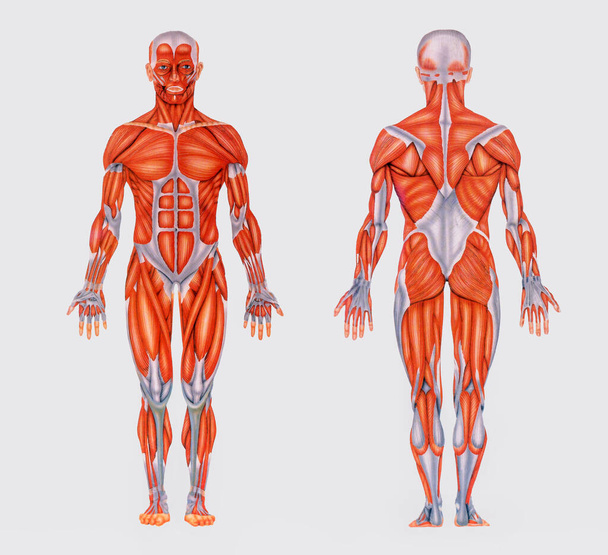 Простая винтажная диаграмма с изображением полной анатомии, показывающая мышцы человеческого тела - Фото, изображение