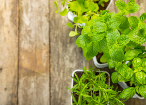 Assorted fresh herbs growing in pots on texture wood. Close-up. Green basil, mint. oregano, thyme and rosemary. Mixed fresh aromatic herbs in pots.Set of culinary herbs.Copy space.Lifestyle concept - Foto, Imagen