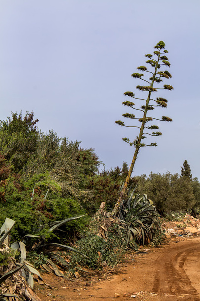 Květ velký agáve v přírodě, Tunisko - Fotografie, Obrázek