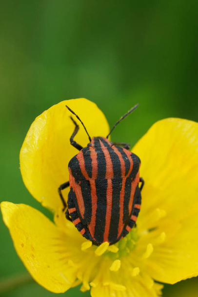 Natural vertical closeup on the red and black striped shieldbug, Graphosoma italicum in a yellow buttercup flower - Photo, Image