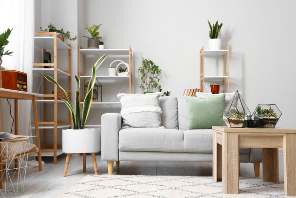 Interior of light living room with sofa, florariums and houseplants - Photo, Image