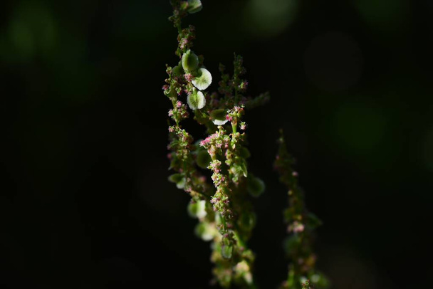 Common sorrel ( Rumex acetosa ) flowers. Polygonaceae perennial Dioecious plants. Blooms in early summer for edible and medicinal purposes. - Photo, image
