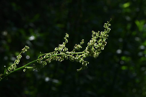 Yaygın kuş (Rumex asetosa) çiçekleri. Polygonaceae daimi Dioecious bitkileri. Yaz başında yenilebilir ve tıbbi amaçlar için açar.. - Fotoğraf, Görsel