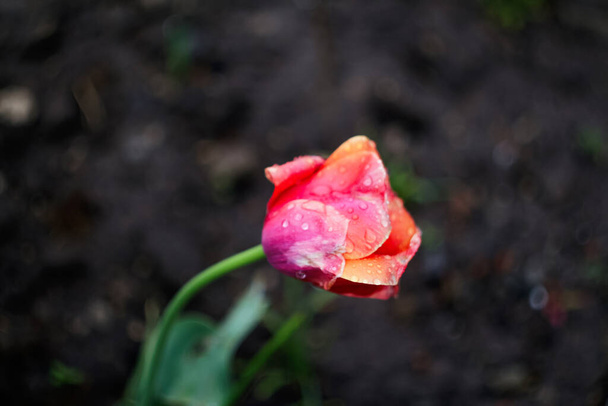 Desenfoque un tulipán rojo sobre un fondo oscuro. Fondo borroso. Brotes de tulipán con fondo fresco y húmedo. Los tulipanes de Hollands florecen en un naranjal. Banner floral. Concepto de sexualidad. Fuera de foco. - Foto, Imagen