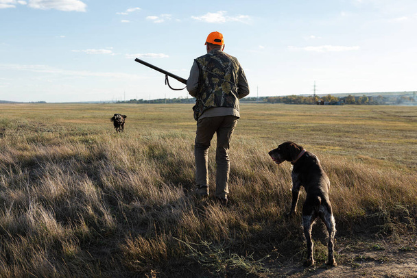 Mature man hunter with gun while walking on field with your dogs - Foto, immagini