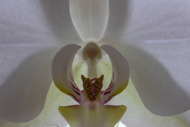 Phalaenopsis amabilis, commonly known as the moon orchid, moth orchid, or mariposa orchid, is a species of flowering plant in the orchid family Orchidaceae. - 写真・画像