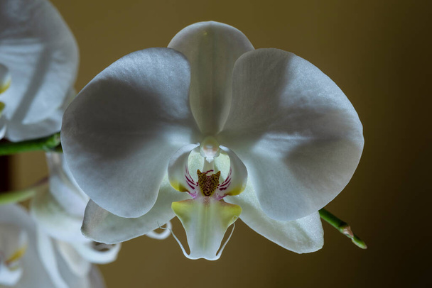 Phalaenopsis amabilis, gemeinhin als Mondorchidee, Mottenorchidee oder Mariposa-Orchidee bekannt, ist eine Art Blütenpflanze aus der Orchideenfamilie Orchidaceae. - Foto, Bild