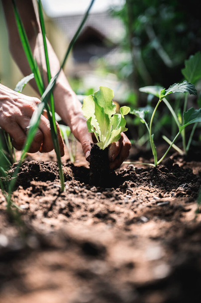 Laag uitzicht op vrouwelijke handen planten groene salade zaailing in een huis tuin vol met jonge groente zaailingen. - Foto, afbeelding