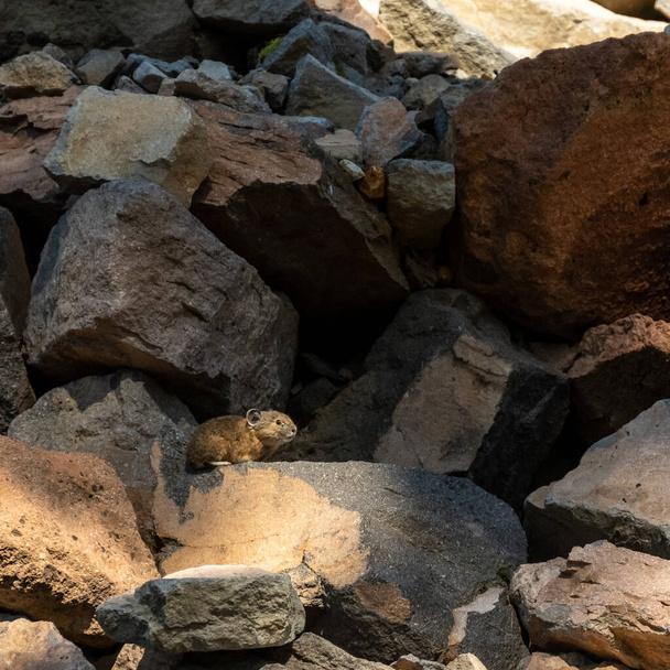 Pika fait une pause pour un moment sur un grand rocher de lave dans le parc national du lac Crater - Photo, image