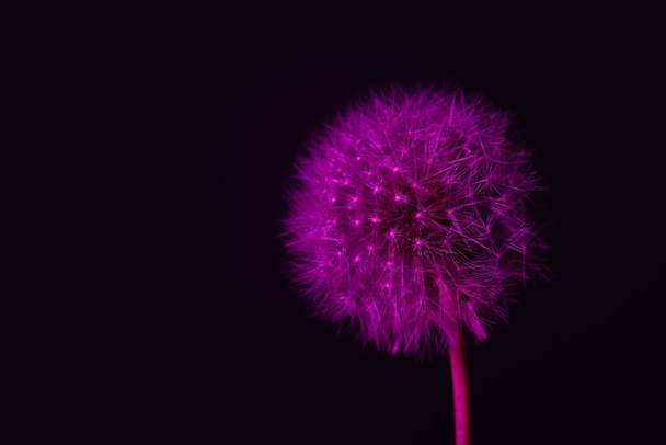 Dandelion flower on dark color background - Фото, зображення