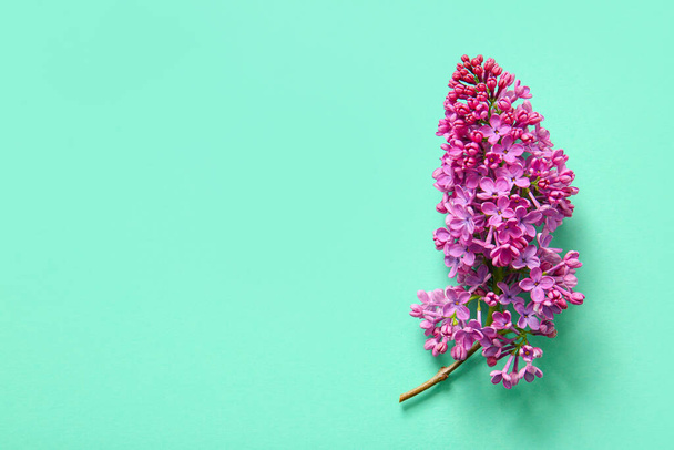 Blooming lilac flowers on turquoise background - Fotó, kép