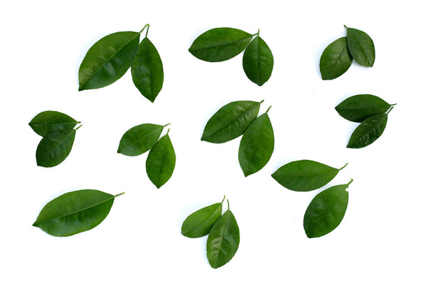 Citrus leaves on a white background. Top view - Foto, Bild