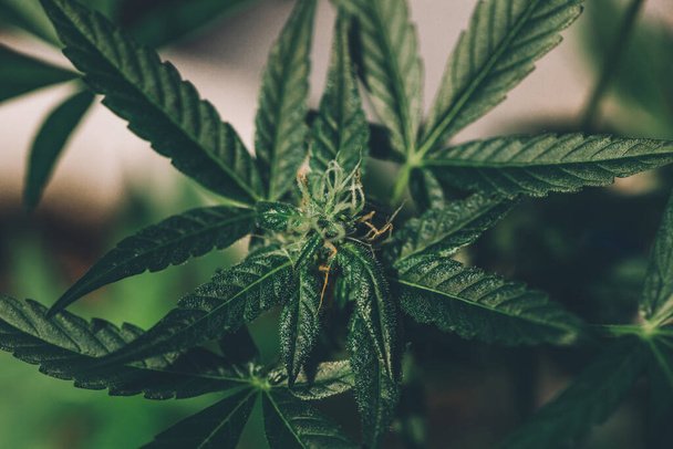 marijuana leaves cannabis plants a beautiful background. - Photo, Image