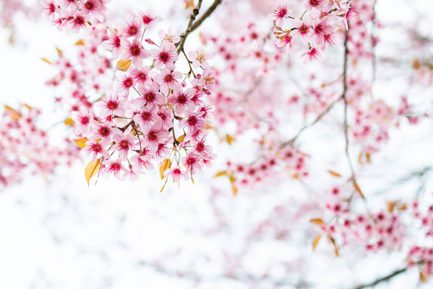 Primer plano de la cereza del Himalaya salvaje (Prunus cerasoides) o flor de sakura tailandesa - Foto, imagen