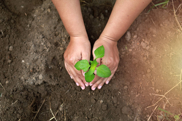 Blick von oben auf Hände, die eine kleine Pflanze auf den Boden pflanzen. Umwelt- und Umweltschutzkonzept - Foto, Bild