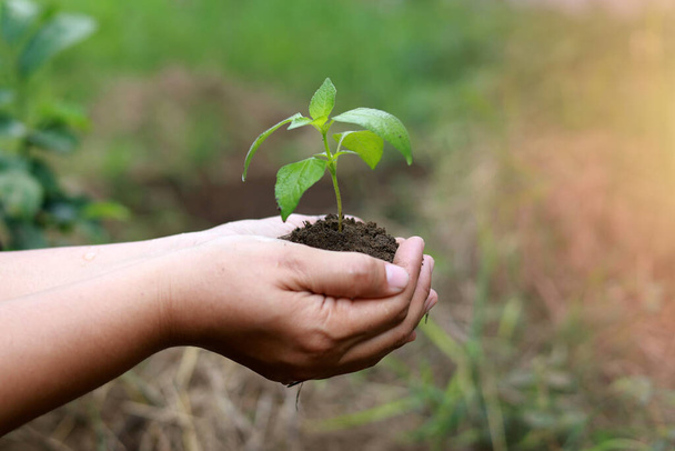 Руки держат маленькое растение с природным фоном. Концепция роста растений и охраны окружающей среды - Фото, изображение