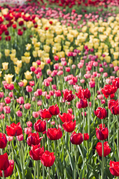 Tulip field - Foto, Bild