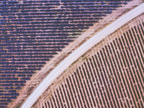 aerial geometry landscape top view, road between lavender fields, drone photography - Zdjęcie, obraz