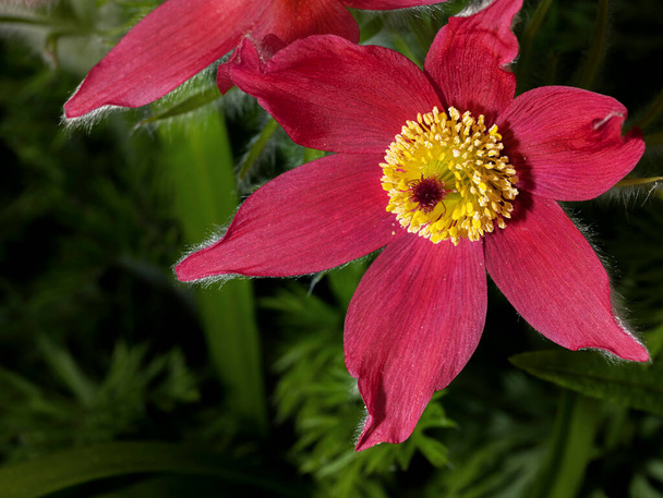 Macro shot of red blooming flower of pasque flower - Photo, Image