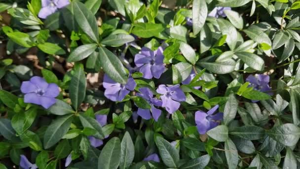 Blooming vinca on forest glade in morning forest, top view - Footage, Video