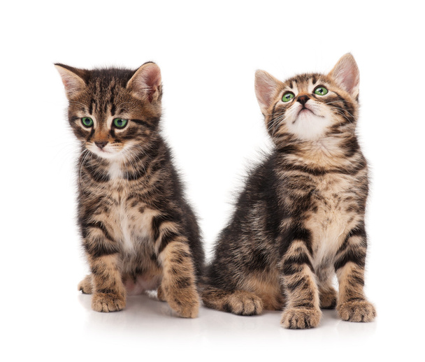 Cute kittens - Foto, imagen