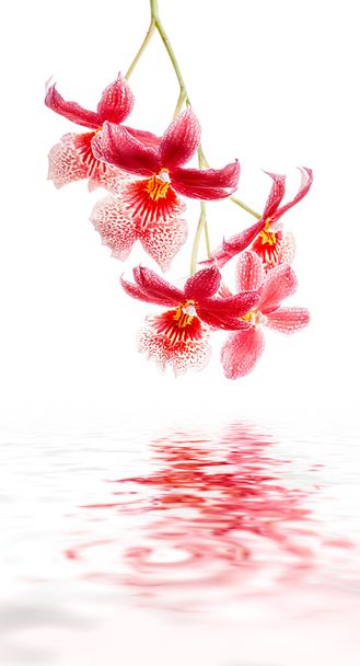 Orchidee mit Wasserreflexion - Foto, Bild