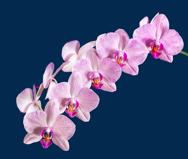 orchidea - Fotó, kép