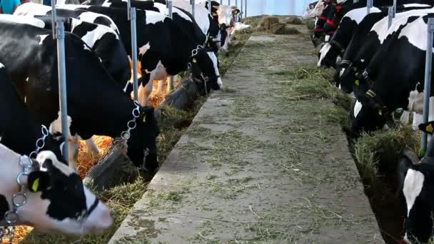 mucche simmental in un grande fienile
 - Filmati, video