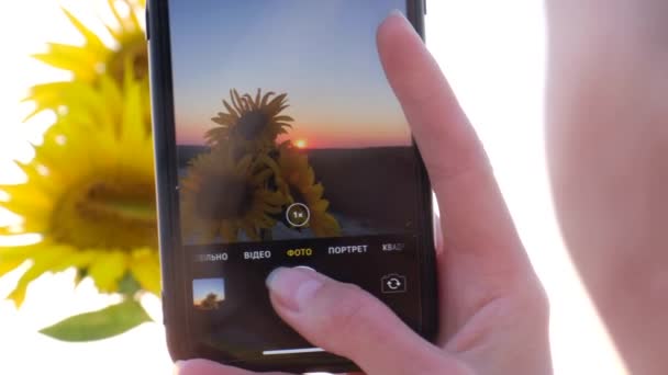 Μια γυναίκα φωτογραφίζει ηλιοτρόπια στο ηλιοβασίλεμα με ένα smartphone. Όμορφο ηλιοβασίλεμα στο πεδίο. - Πλάνα, βίντεο