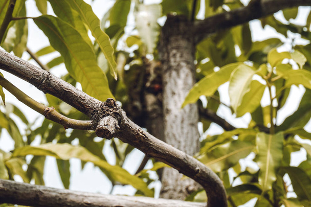 mango tree trunk with some leaves - Фото, зображення
