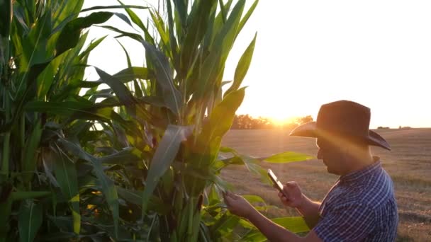 Um jovem agricultor tira fotos da colheita de milho em um smartphone. O trabalho de um agricultor nos EUA. - Filmagem, Vídeo