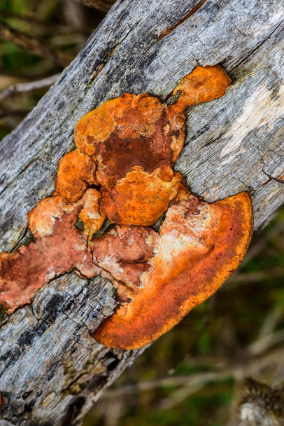 Помаранчевий грибок на стовбурі дерева (провінція Ла - Пампа, Патагонія, Аргентина).. - Фото, зображення