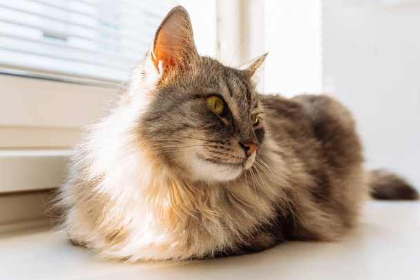 Pet life, adult cat lies lazily on windowsill, cozy comfortable environment - Фото, изображение