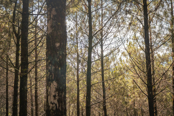 Сосновый лес, когда весной, что на трассе для пешеходной горы. Фотография подходит для использования в приключенческом контенте СМИ, плакат природы и лесной фон. - Фото, изображение