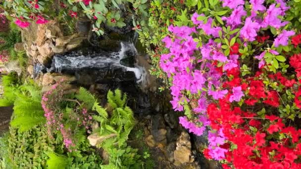 Křišťálově čistý potok obklopený kouzelně krásnou přírodou. Barevné kvetoucí květiny na jaře. Akciové video. 4K - Záběry, video