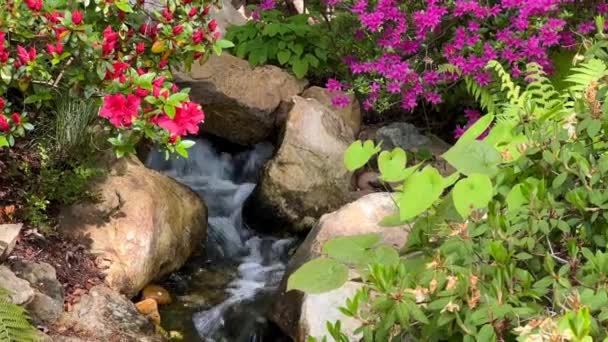 Kristálytiszta patak, körülvéve varázslatosan gyönyörű természettel. Színes virágzó virágok tavasszal. Készletfelvétel. 4K - Felvétel, videó