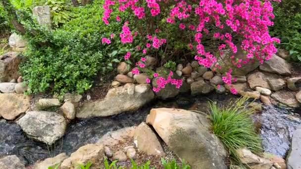 Ruisseau cristallin entouré d'une nature magique. Fleurs en fleurs colorées au printemps. Vidéo de stock. 4K - Séquence, vidéo