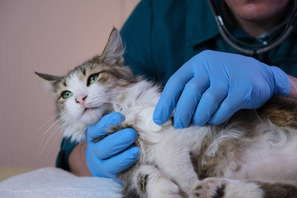 Врач-ветеринар осматривает кошку в ветеринарном кабинете, проводит инъекционные и тесты на животных. Здоровье животных, профилактика, вакцинация и ветеринарный хирург - Фото, изображение