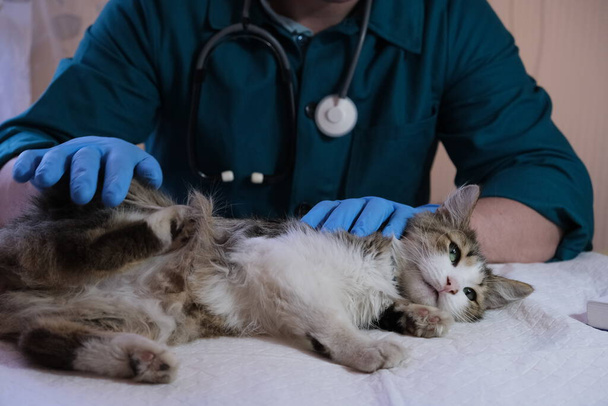 Veterinární lékař vyšetří kočku ve veterinární ordinaci, na injekci a na zvířatech. Zdraví zvířat, preventivní léčba, očkování a veterinární lékař - Fotografie, Obrázek