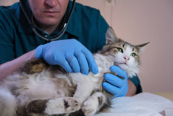 Dierenarts onderzoekt een kat in een dierenartsenpraktijk, een injectie en dierproeven. Gezondheid van dieren, preventieve behandeling, vaccinatie en dierenarts - Foto, afbeelding