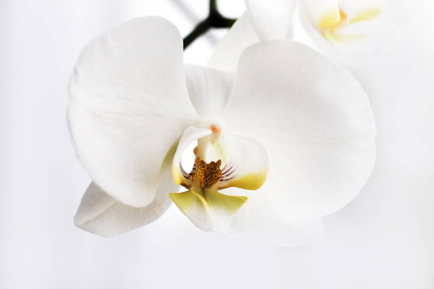 Branch of blooming white orchid close-up, phalaenopsis.. - Foto, Imagem