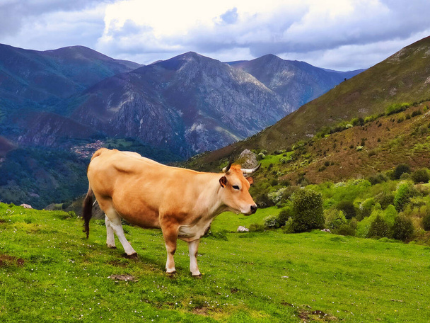 'Asturiana de los Valles' cattle near Cores village, Somiedo Nature Park, Asturias, Spain, Europe - Photo, Image
