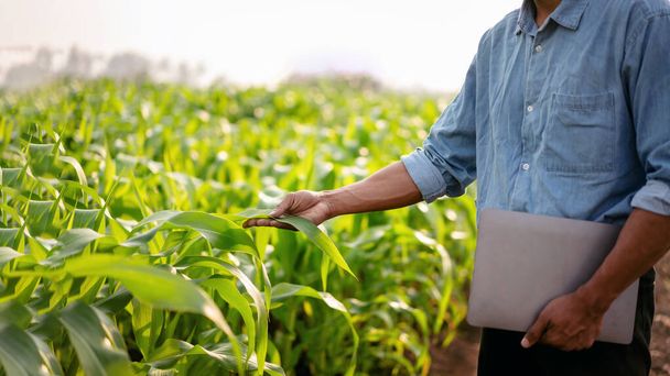 Fermier intelligent exploitant un ordinateur portable et examinant la qualité des cultures de légumes de maïs tout en travaillant et en planifiant le contrôle du système avec la technologie dans le domaine agricole. - Photo, image