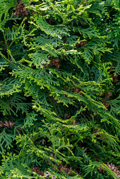 Thuja-Smaragdzweige mit sichtbarer Textur. Hintergrund - Foto, Bild