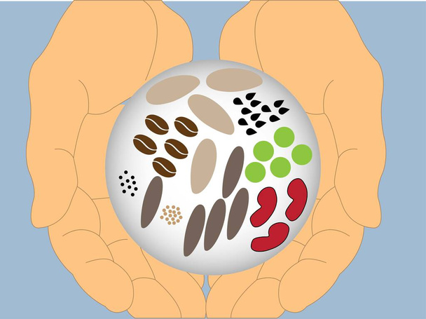 Hände, die Samen in einem transparenten Globus halten - Vektor, Bild