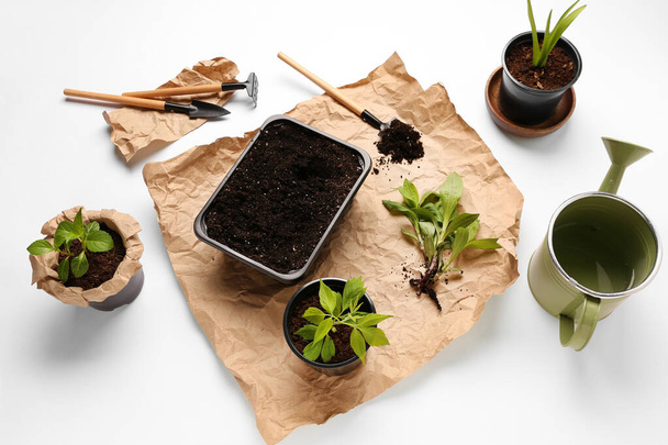 Pots de fleurs avec semis verts et outils de jardinage sur fond blanc - Photo, image