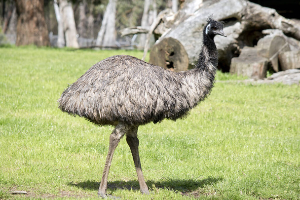 the emu covered in primitive feathers that are dusky brown to grey-brown with black tips. The Emu's neck is bluish black and mostly free of feathers. Their eyes are yellowish brown to black and their beak is brown to black. - Photo, Image