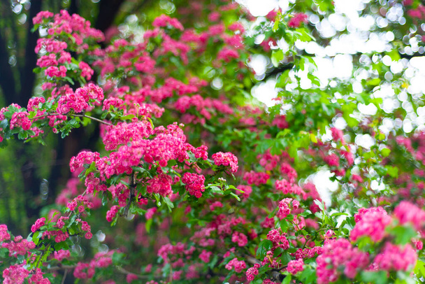 Background of pink flower. Bright. Copy space. - Foto, Imagen