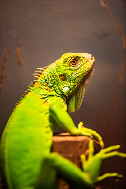 Zielona Iguana w Tajlandii, Tajlandia. - Zdjęcie, obraz