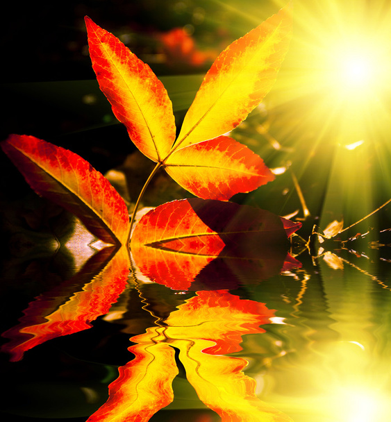Φύλλα φθινοπώρου - Φωτογραφία, εικόνα